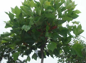 Platan javorolistý 'Alphens Globe' - Platanus acerifolia 'Alphens Globe'