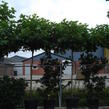 Platan javorolistý 'Alphens Globe' - Platanus acerifolia 'Alphens Globe'