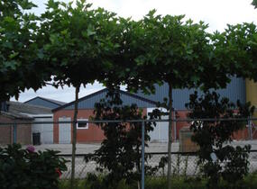 Platan javorolistý 'Alphens Globe' - Platanus acerifolia 'Alphens Globe'