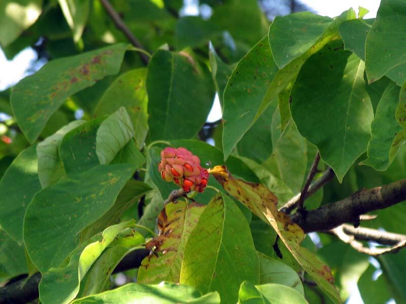 Šácholan přišpičatělý - Magnolia acuminata