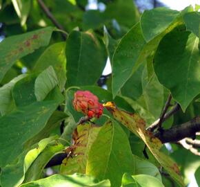 Šácholan přišpičatělý