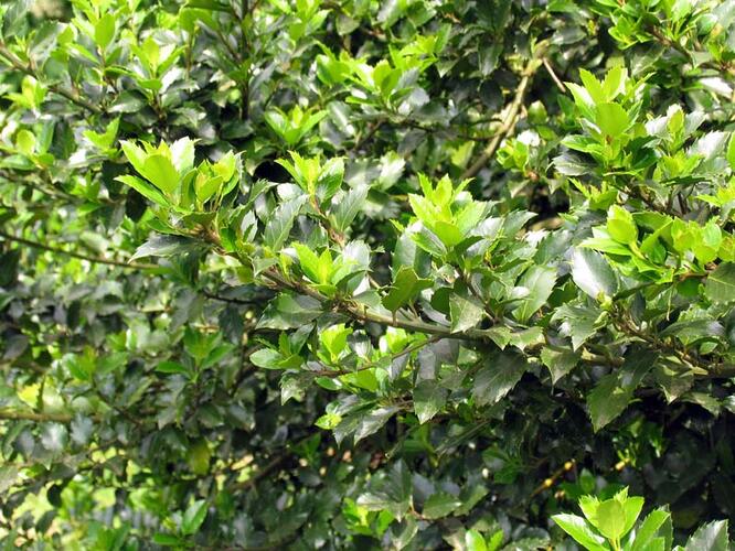 Cesmína modrá 'Blue Prince' - Ilex meserveae 'Blue Prince'