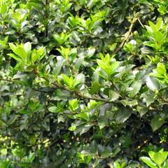 Cesmína modrá 'Blue Prince' - Ilex meserveae 'Blue Prince'