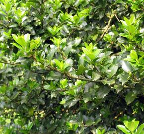 Cesmína modrá 'Blue Prince' - Ilex meserveae 'Blue Prince'
