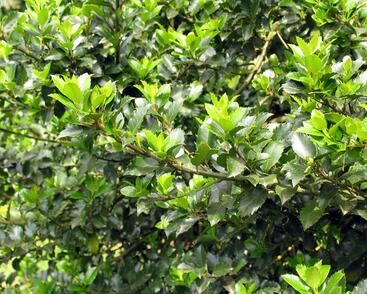 Cesmína modrá 'Blue Prince'