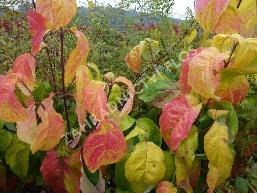 Dřín květnatý 'Daniela' - Cornus florida 'Daniela'