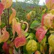 Dřín květnatý 'Daniela' - Cornus florida 'Daniela'