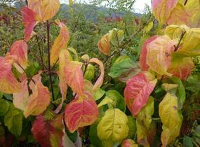 Dřín květnatý 'Daniela' - Cornus florida 'Daniela'