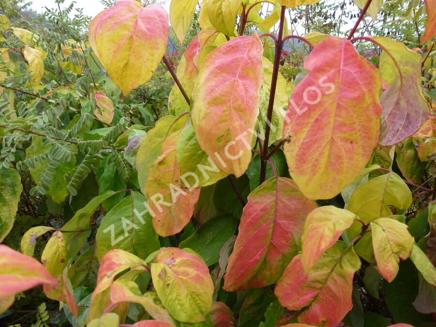 Dřín květnatý 'Daniela' - Cornus florida 'Daniela'
