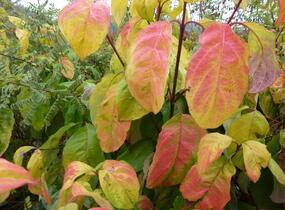 Dřín květnatý 'Daniela' - Cornus florida 'Daniela'