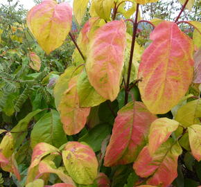 Dřín květnatý 'Daniela' - Cornus florida 'Daniela'