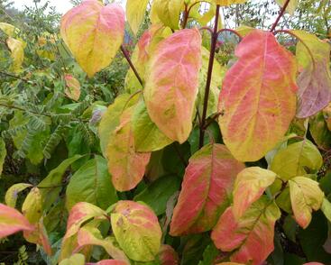 Dřín květnatý 'Daniela'