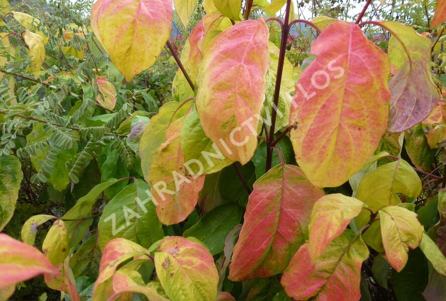 Dřín květnatý 'Daniela' - Cornus florida 'Daniela'
