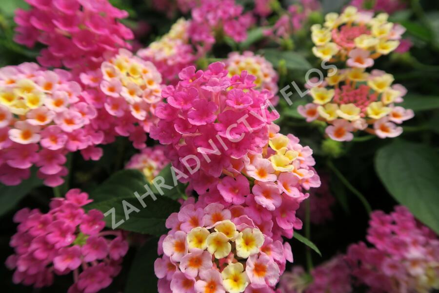 Libora měňavá 'Esperanta Pink' - Lantana camara 'Esperanta Pink'