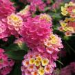 Libora měňavá 'Esperanta Pink' - Lantana camara 'Esperanta Pink'