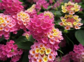Libora měňavá 'Esperanta Pink' - Lantana camara 'Esperanta Pink'