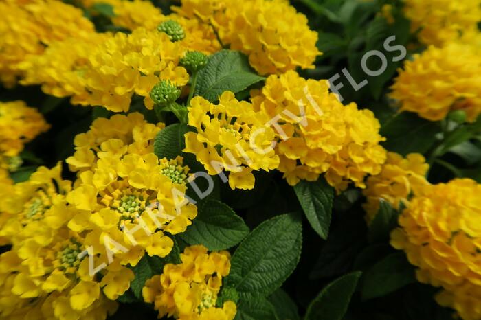 Libora měňavá 'Esperanta Compact Yellow' - Lantana camara 'Esperanta Compact Yellow'