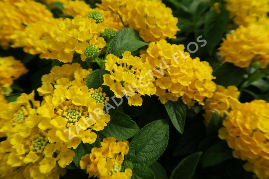 Libora měňavá 'Esperanta Compact Yellow' - Lantana camara 'Esperanta Compact Yellow'