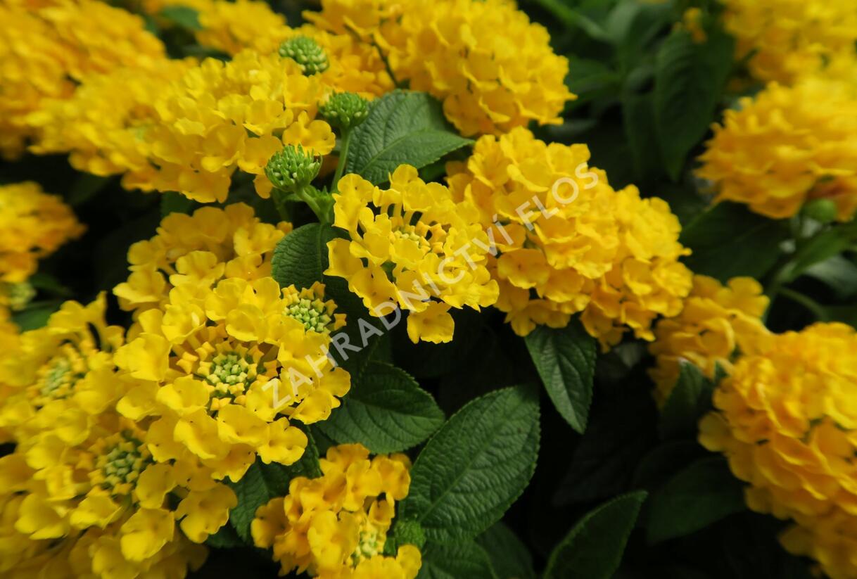 Libora měňavá 'Esperanta Compact Yellow' - Lantana camara 'Esperanta Compact Yellow'