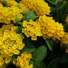 Libora měňavá 'Esperanta Compact Yellow' - Lantana camara 'Esperanta Compact Yellow'