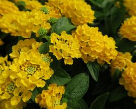Libora měňavá 'Esperanta Compact Yellow'
