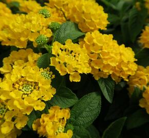 Libora měňavá 'Esperanta Compact Yellow' - Lantana camara 'Esperanta Compact Yellow'