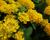 Libora měňavá 'Esperanta Compact Yellow'