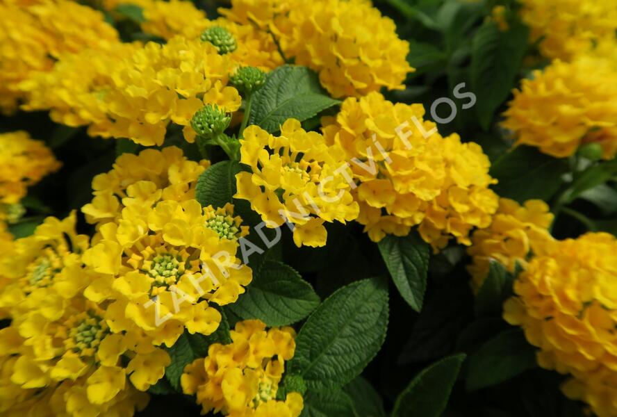 Libora měňavá 'Esperanta Compact Yellow' - Lantana camara 'Esperanta Compact Yellow'