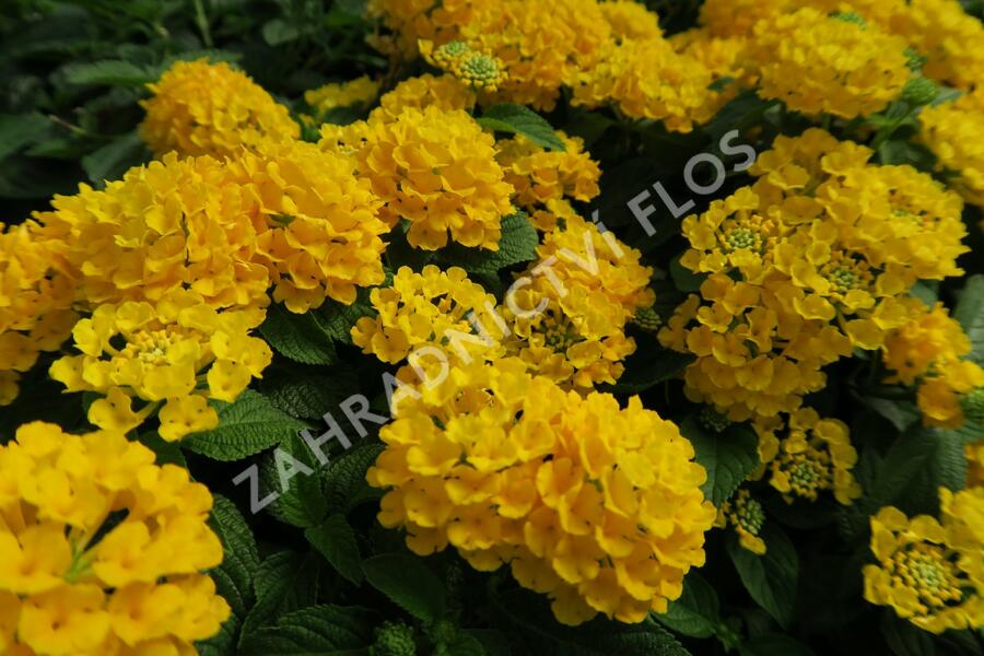 Libora měňavá 'Esperanta Compact Yellow' - Lantana camara 'Esperanta Compact Yellow'