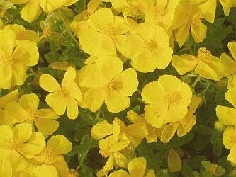 Devaterník 'Golden Queen' - Helianthemum 'Golden Queen'