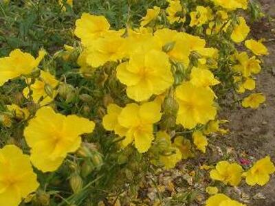 Devaterník 'Golden Queen' - Helianthemum 'Golden Queen'