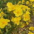 Devaterník 'Golden Queen' - Helianthemum 'Golden Queen'