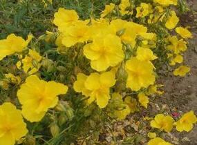 Devaterník 'Golden Queen' - Helianthemum 'Golden Queen'