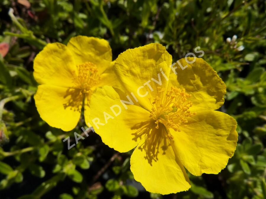 Devaterník 'Golden Queen' - Helianthemum 'Golden Queen'