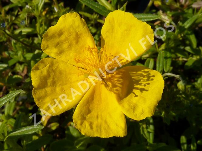 Devaterník 'Golden Queen' - Helianthemum 'Golden Queen'