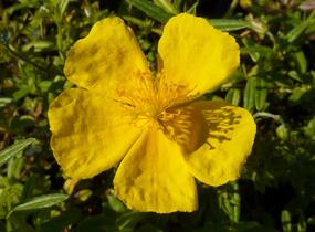 Devaterník 'Golden Queen' - Helianthemum 'Golden Queen'
