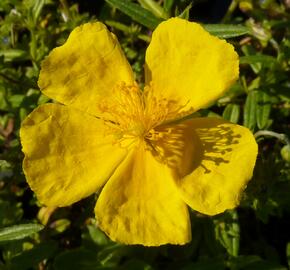 Devaterník 'Golden Queen' - Helianthemum 'Golden Queen'