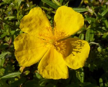 Devaterník 'Golden Queen'