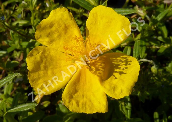 Devaterník 'Golden Queen' - Helianthemum 'Golden Queen'