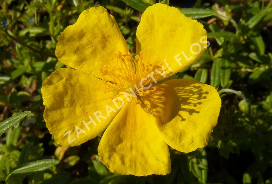 Devaterník 'Golden Queen' - Helianthemum 'Golden Queen'