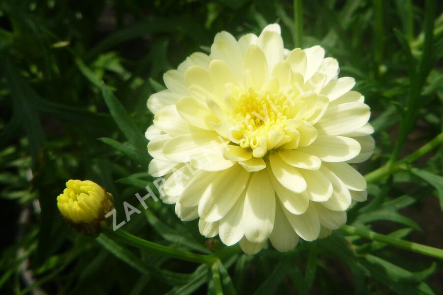 Kopretina pařížská 'Aramis Double Primrose' - Argyranthemum frutescens 'Aramis Double Primrose'