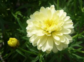 Kopretina pařížská 'Aramis Double Primrose' - Argyranthemum frutescens 'Aramis Double Primrose'