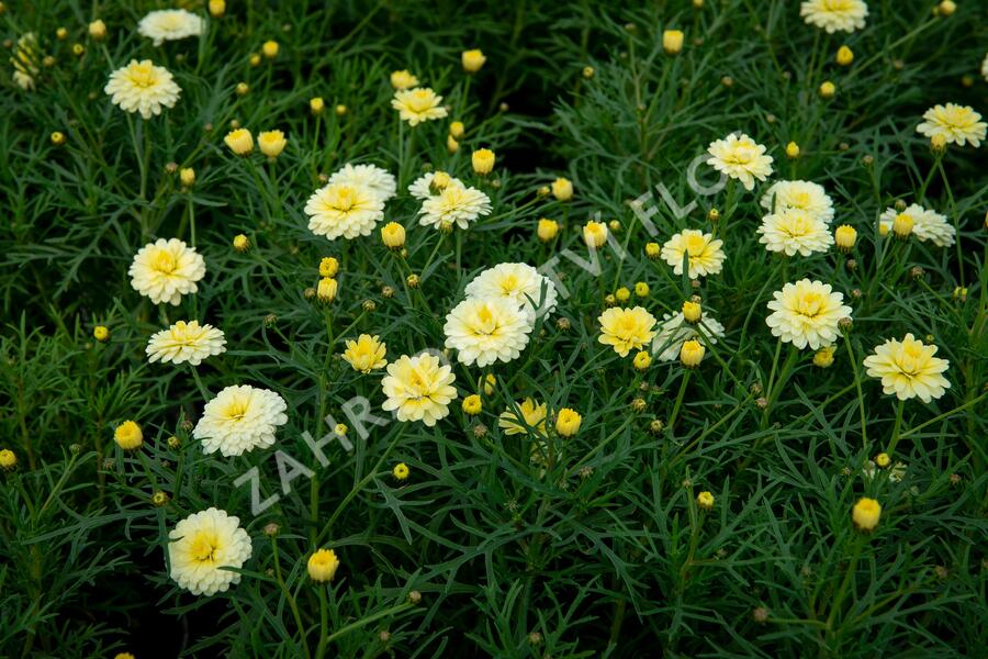 Kopretina pařížská 'Aramis Double Primrose' - Argyranthemum frutescens 'Aramis Double Primrose'