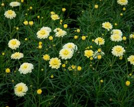 Kopretina pařížská 'Aramis Double Primrose'