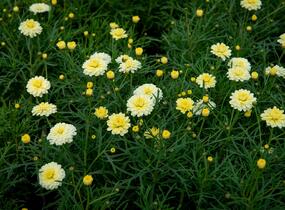 Kopretina pařížská 'Aramis Double Primrose' - Argyranthemum frutescens 'Aramis Double Primrose'