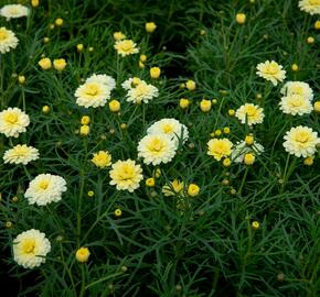 Kopretina pařížská 'Aramis Double Primrose' - Argyranthemum frutescens 'Aramis Double Primrose'