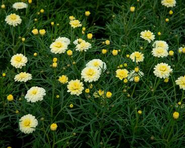 Kopretina pařížská 'Aramis Double Primrose'