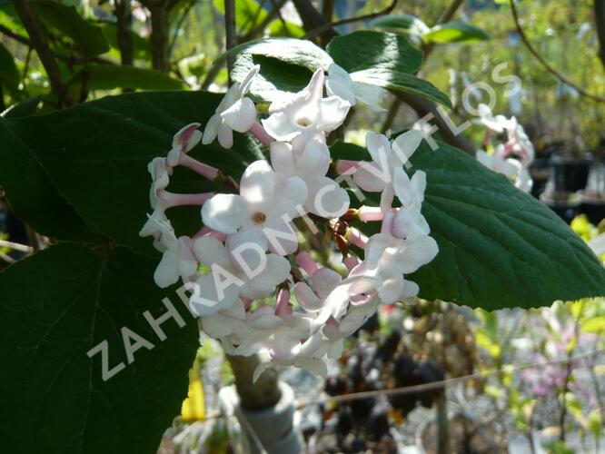 Kalina Carlesova 'Aurora' - Viburnum carlesii 'Aurora'