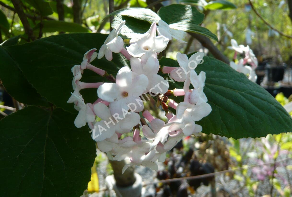 Kalina Carlesova 'Aurora' - Viburnum carlesii 'Aurora'