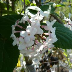 Kalina Carlesova 'Aurora' - Viburnum carlesii 'Aurora'